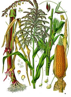 Hábito de crescimento de gramíneas