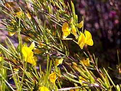 Plantação de rooibos na região de Cederberg