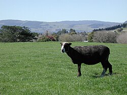 Cerca de arame delimitando área de pastagem