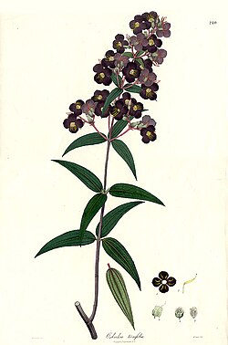 Ilustração botânica de Osbeckia