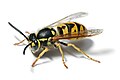 Vespa alemã (Vespula germanica)