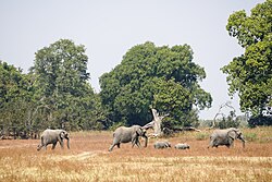 Paisagem típica da savana zambiana