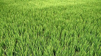 Campo de arroz inundado