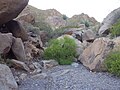 Tecoma stans em seu habitat natural