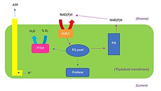 Modelo molecular da plastoquinona