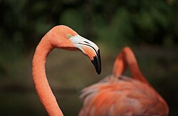 Flamingo-do-caribe na Colômbia