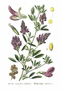 Exemplar de Medicago sativa mostrando a diversidade de subespécies