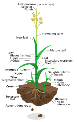 Diagrama de uma planta de grama de jardim