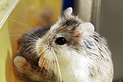 Espécime de roedor Cricetidae
