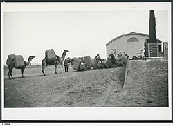 Caravana de camelos descarregando lã em uma estação ferroviária em 1928
