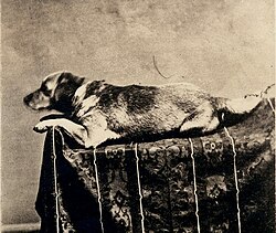 Representação de Fido, o cão de Abraham Lincoln