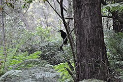 Pássaro Strepera graculina na trilha para Triplet Falls