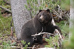 Urso em seu habitat natural