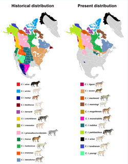 Mapa de distribuição do lobo do Yukon