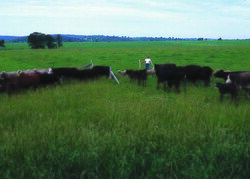 Gado pastando em um paddock cercado