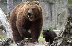 Ursa com filhotes