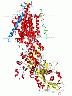 Estrutura proteica de uma translocase