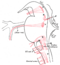 Esquema dos núcleos de origem dos nervos motores cranianos